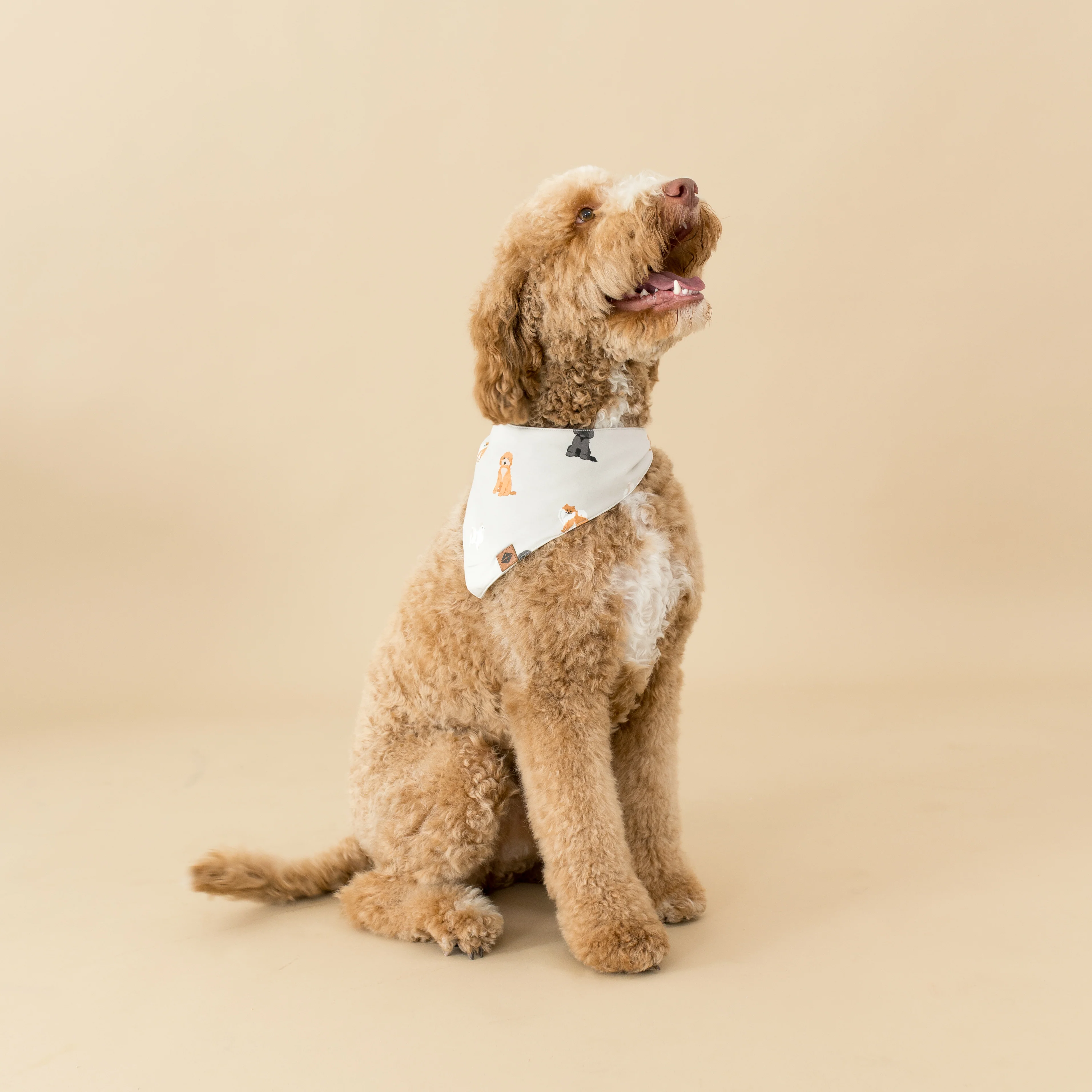 Dog Bandana in Fluffy Dog - Image 7