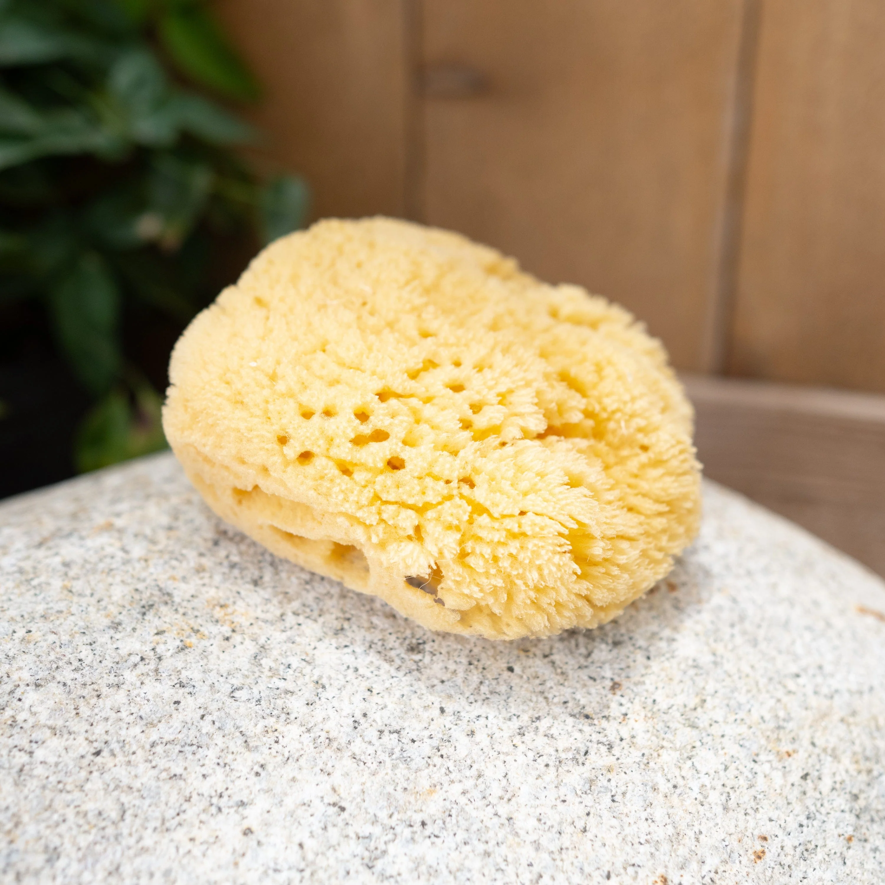Sea Sponge - Image 4